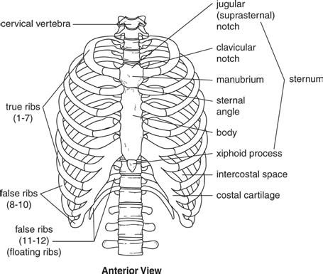 Diagram of ribs and organs pic of organ in rib cage ribs and internal organ diagram. Bones in the body Skeletal system 206 bones in the body ...