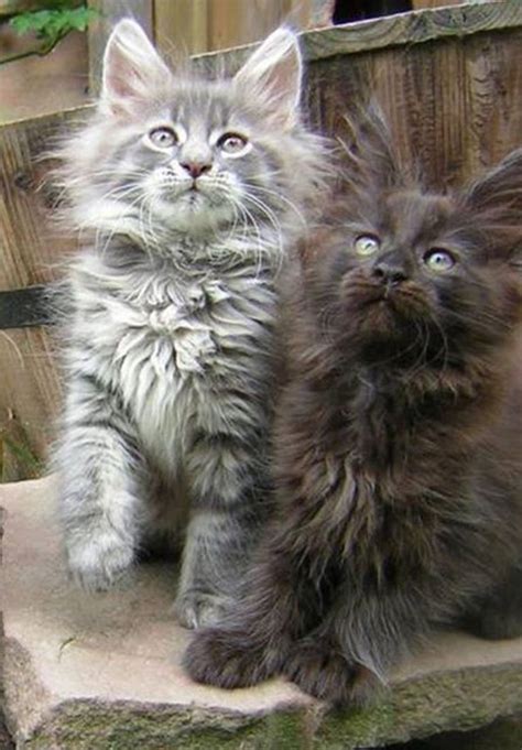 Maine coon kittens are rife with legends. A Handful of Kittens - 21st October 2015 - We Love Cats ...