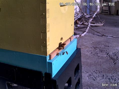 Bee Counter Object Detection Dataset And Pre Trained Model By Bees My