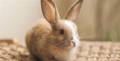How Much Does A Pet Rabbit Cost A Detailed Guide