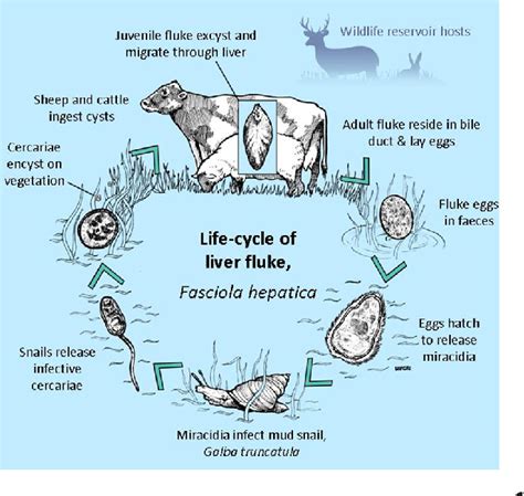 Liver Fluke Diagram