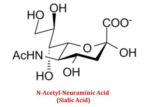 What Are Sugar Hexose Derivatives Easy Biology Class Sialic Acid