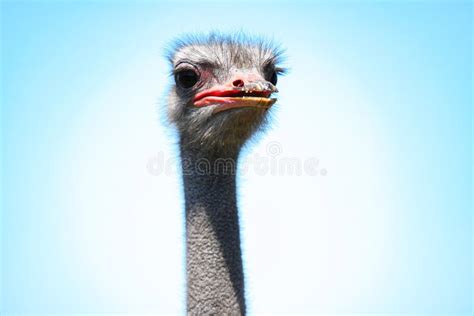 Portrait Of An Adult Ostrich Bird Close Up Head On The Blue Sky Stock