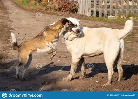Fight Dogs A Dog Bites Another Dog Aggressive Dog Stock Image Image