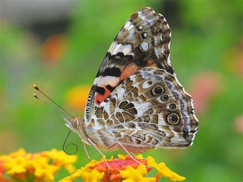 Beautiful Butterfly Wallpapers