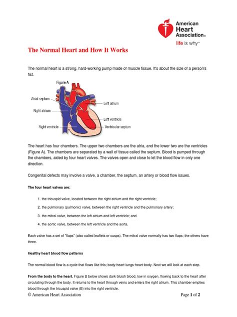 How The Human Heart Works Pdf Pdf Heart Valve Ventricle Heart