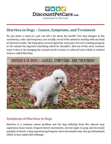 Diarrhea In Dogs Causes Symptoms And Treatment