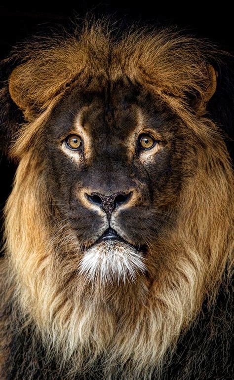 A Close Up Photo Of A Lions Face