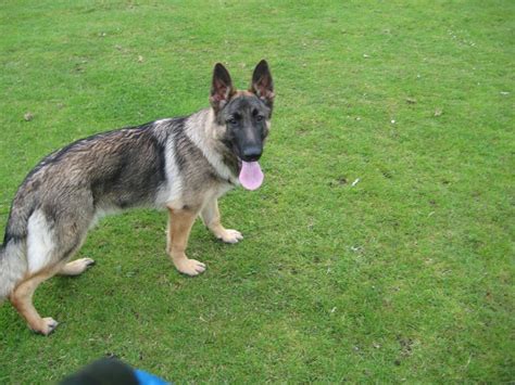 Here are a couple of helpful articles on. German Shepherd Sable Puppy | Smethwick, West Midlands ...