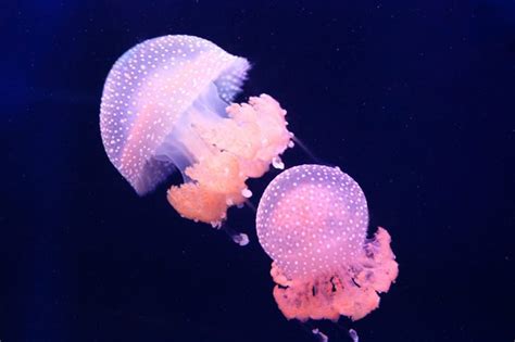 13 Weirdly Fascinating Facts About Jellyfish Readers Digest Canada