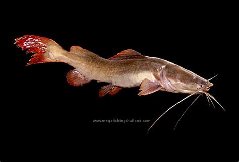 Thai Redtail Catfish Hemibargus Wyckioides Megafishingthailand
