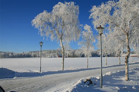 Free Images Tree Nature Snow Cold Winter White Frost Ice