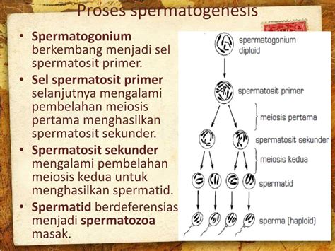 Ppt Sistem Reproduksi Spermatogenesis Dan Oogenesis Powerpoint Presentation Id