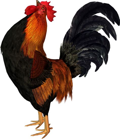 Cock Png Transparent Image Download Size X Px