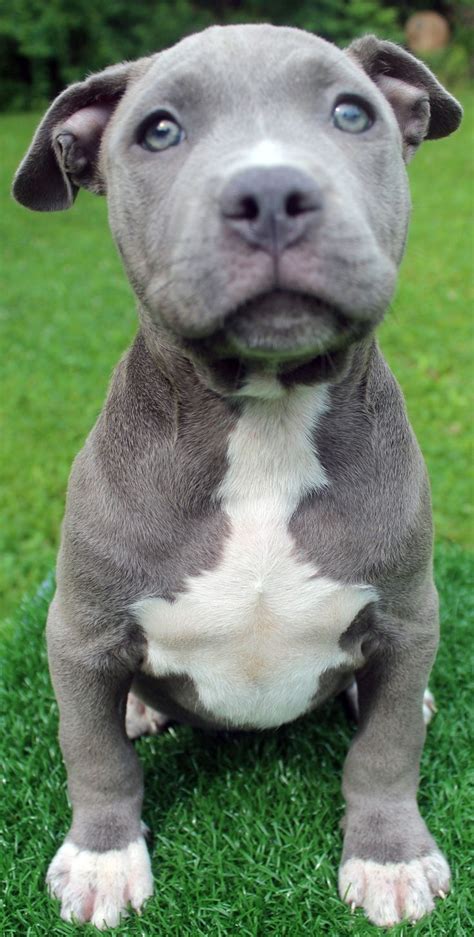 Here Is A Photo Of An Amazing Male Blue Pitbull Puppy That We Have For