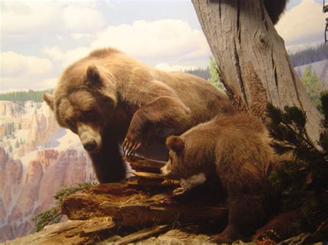 Cave Bears Prehistoric Animals Cave Bear Prehistoric Creatures