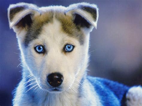 Siberian husky male, 10 weeks mendocino county, california. My Puppy has "Pano" - TheDogTrainingSecret.com