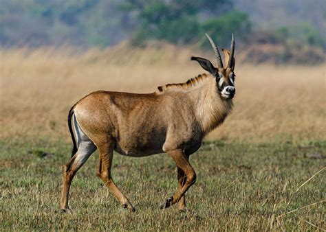 Roan Antelope Hippotragus Equinus Animais Aquieta Círculo Da Vida