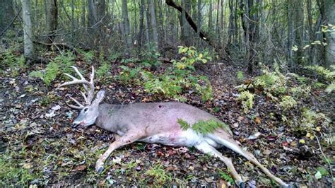 Pennsylvania Hunter Kills Potential State Record Buck Outdoor Life