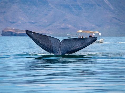 Parque Nacional Bahía De Loreto Todo Lo Que Necesitas Saber