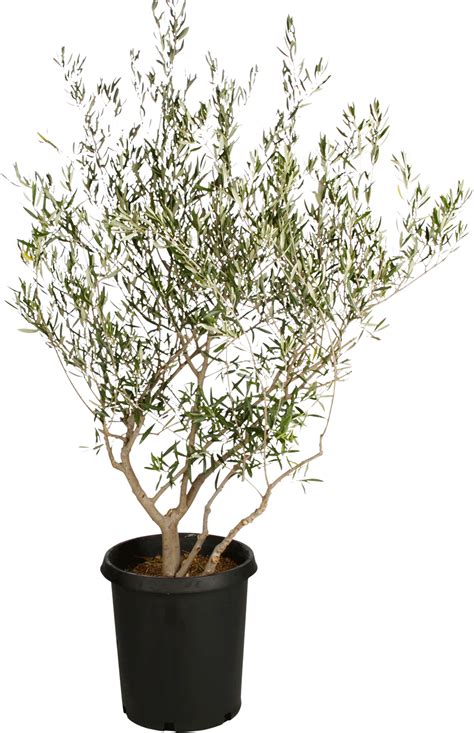 Potted Olive Tree Png Png Image Collection