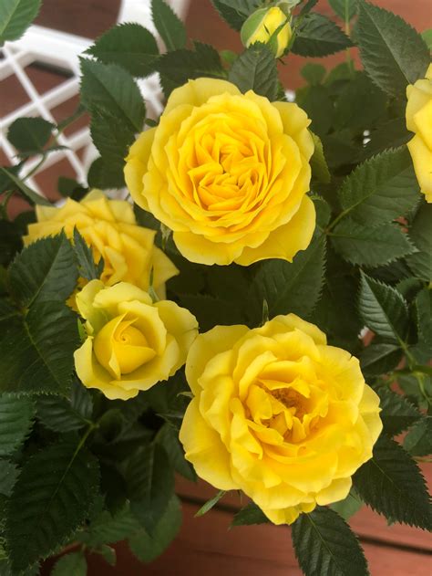Yellow Miniature Rose Live Plant Potted Own Root Mini Rose Etsy