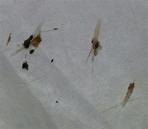 Invisible Biting Bugs In Carpet Carpet Vidalondon