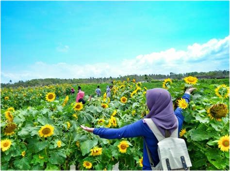 Harga bibit bunga matahari terkini. Spot Foto Dadakan di Utara Pantai Samas : Taman Bunga ...
