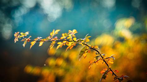 Autumn Wallpapers 4k For Your Phone And Desktop Screen