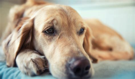 Hemangiosarcoma In Dogs Petcoach