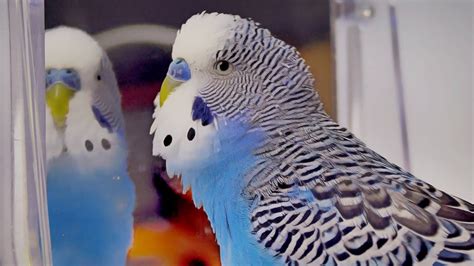 Budgie Singing To Mirror Cookie Sounds Youtube