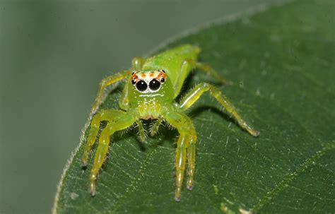 Female Northern Green Jumping Spider 4751x2928 Oc Rspiders