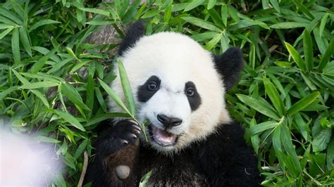 Giant Panda Bei Bei Born In National Zoo Sent To China Short Wave Npr