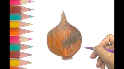 How To Draw An Onion Easy Step By Step Vegetable Drawing For Kids