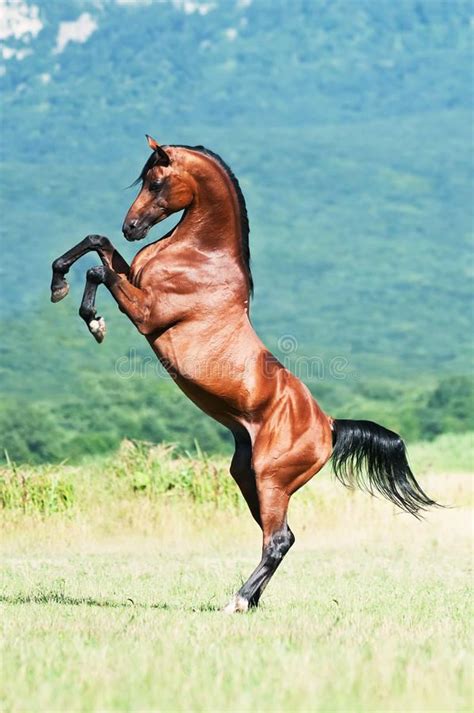 Bay Arabian Stallion Rearing Bay Arabian Stallion Play On The Meadow
