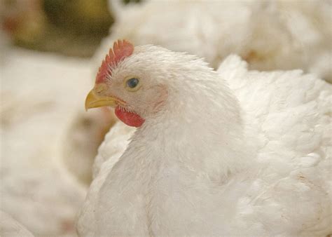 Demand Higher Prices Increase Poultry Value Mississippi State