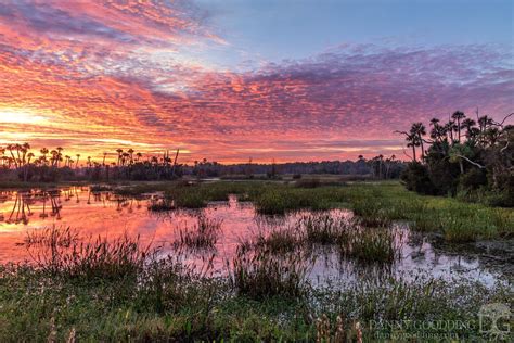 Early This Morning At Orlando Wetlands In Central Florida Oc 1280854