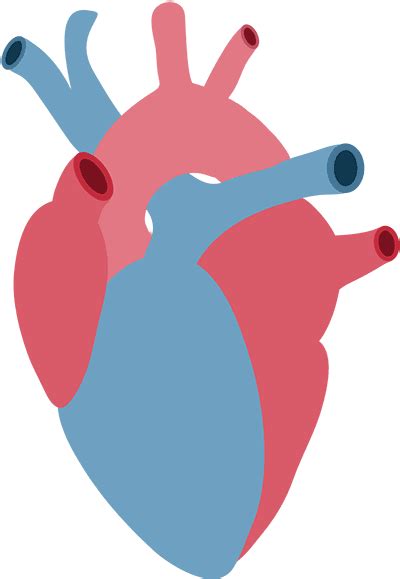 Cartoon Anatomical Heart