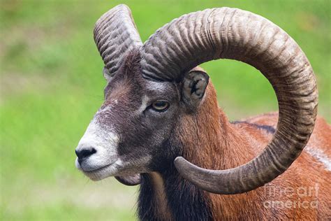 Mouflon Sheep Photograph By Cj Park Fine Art America