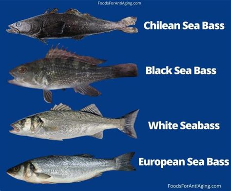 Sea Bass Vs Chilean Sea Bass Is There A Difference