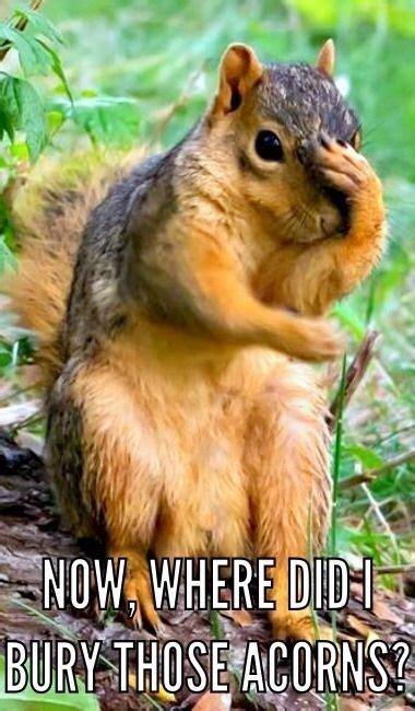 30 Squirrels Memes And Photos That Will Drive You Nuts Funny Animals