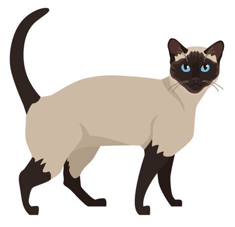 2400 Siamese Cat Stock Illustrations Royalty Free Vector Graphics