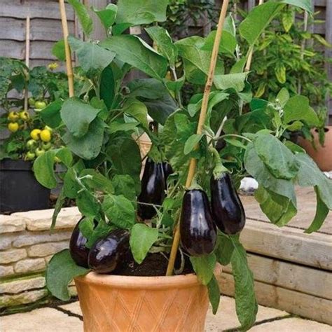 How To Prune Eggplants For Super Harvest Balcony Garden Web