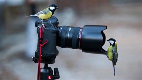 Wild Photographers 20 Curious Animals With Cameras Page 4 Of 4