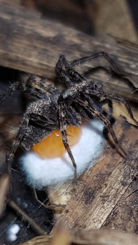 Wolf Spider Laying Eggs Rspiders