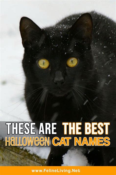 There Are The Best Halloween Cat Names On This Page For You To Know