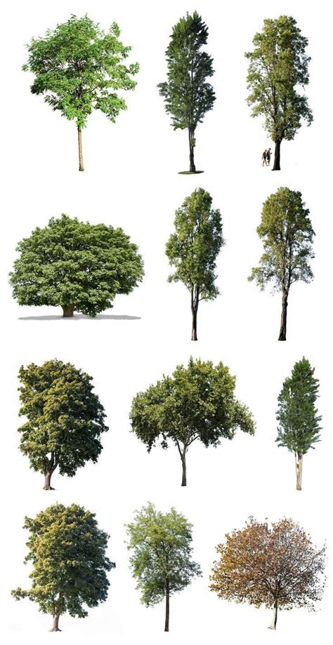 Photoshoptutorialarchitecture Tree Photoshop Photoshop Landscape