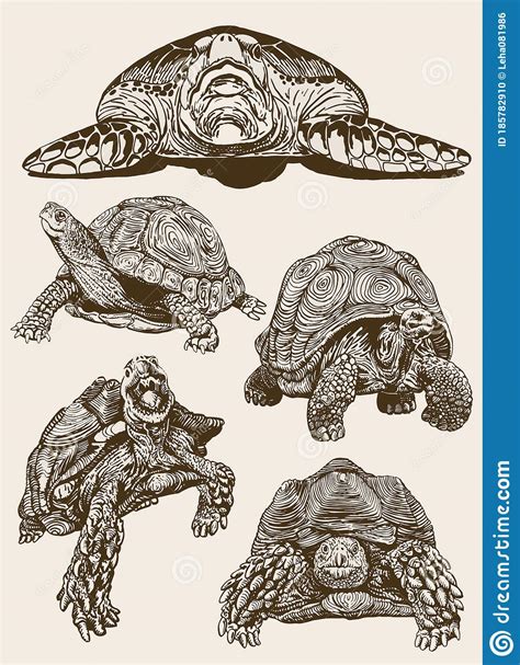 Graphical Vintage Set Of Tortoises Vector Illustration Retro Stock