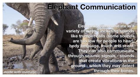 Elephant Communication Relephacts