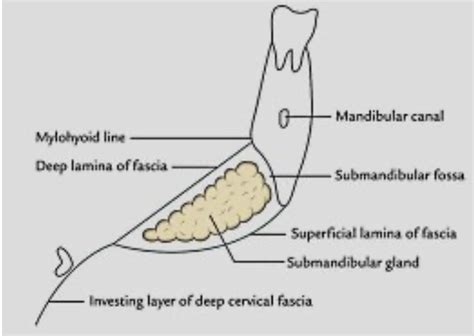 Head And Neck Anatomy Submandibular Salivary Gland
